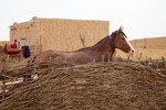 img_9936-1.jpg - 