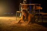 p0108041-2.jpg - 