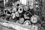 3960-12.jpg - 