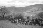 4239-34.jpg - 