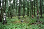 4255-18a.jpg - 
