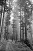 4241-23a.jpg - 