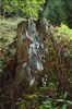 4255-21a.jpg - 