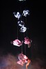 img_7115-1.jpg - 