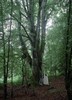 4994-21.jpg - 